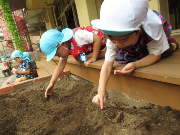 年中組　ミニ大根の種まき　9月8日（水）