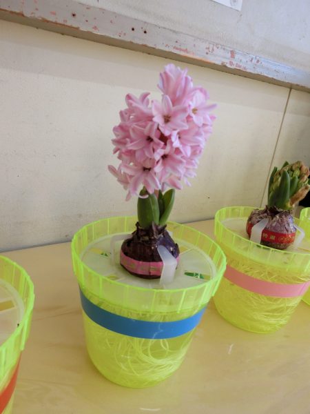 年長組  ヒヤシンスが咲いたよ　1月２２日