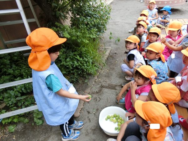 年長組　梅もぎ　6月４日